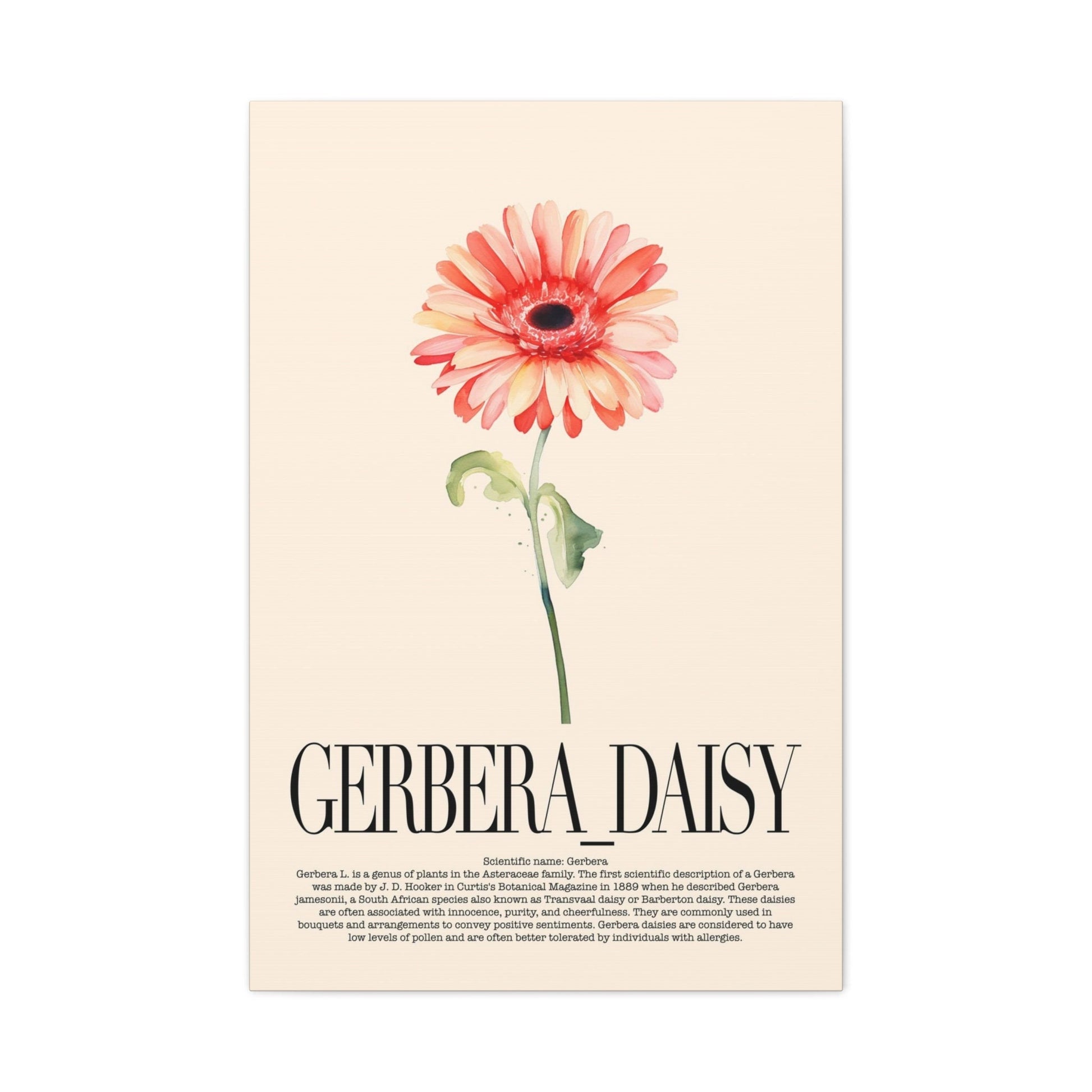 Gerbrera Daisy Wall Art_Front View