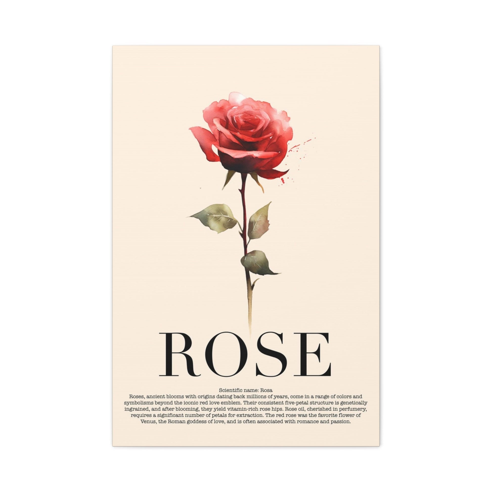 Rose Water Color Wall Art_Front View