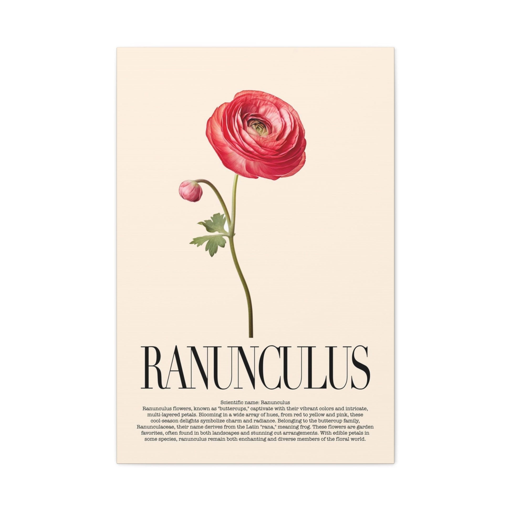 Ranunculus Water Color Wall Art_Front View